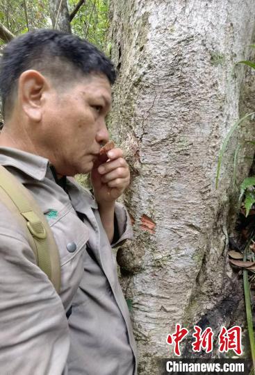 海南热带雨林“土专家”有“绝招”：闻声识百鸟