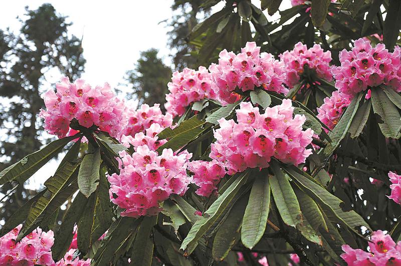 高山杜鹃汇聚华西亚高山植物园