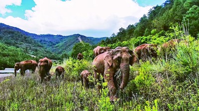 大象之路：与荒原、山川、人类的相遇
