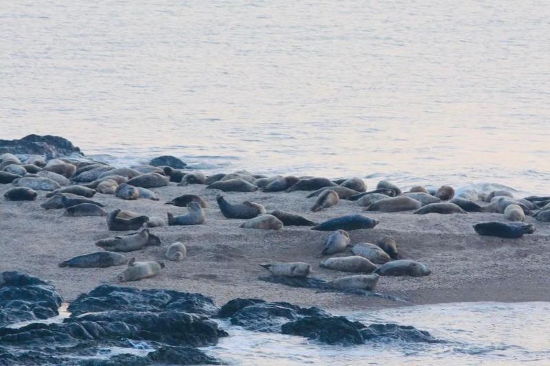 国际重要湿地 | 辽宁大连斑海豹国际重要湿地：守护辽东湾“精灵”