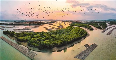 广东：千里红树林 沿海筑“绿堤”