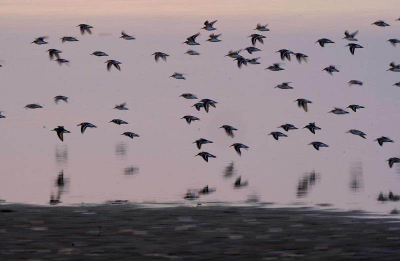 鄱阳湖水位回升 大批越冬候鸟再聚湖区