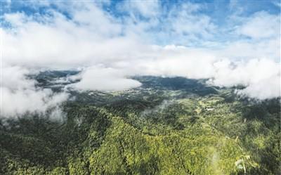 走进海南热带雨林国家公园——展示热带雨林之美