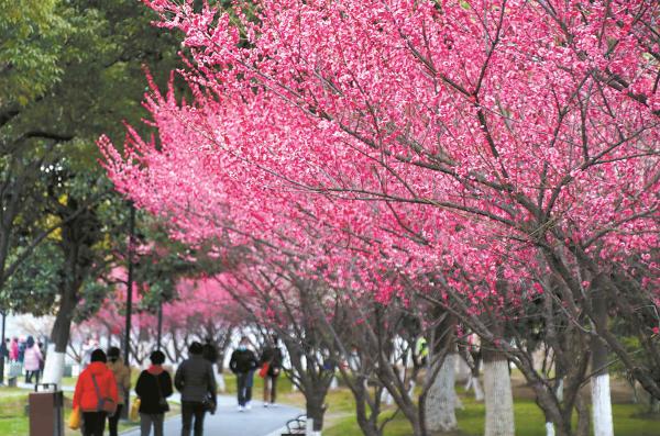 春回中华大地 邂逅花海之约