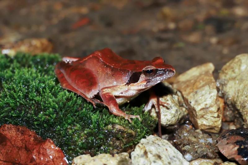 福建省政府 武夷山国家公园发现一批新物种