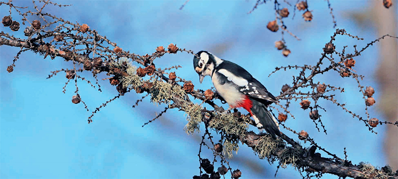 Birds: Woodpecker