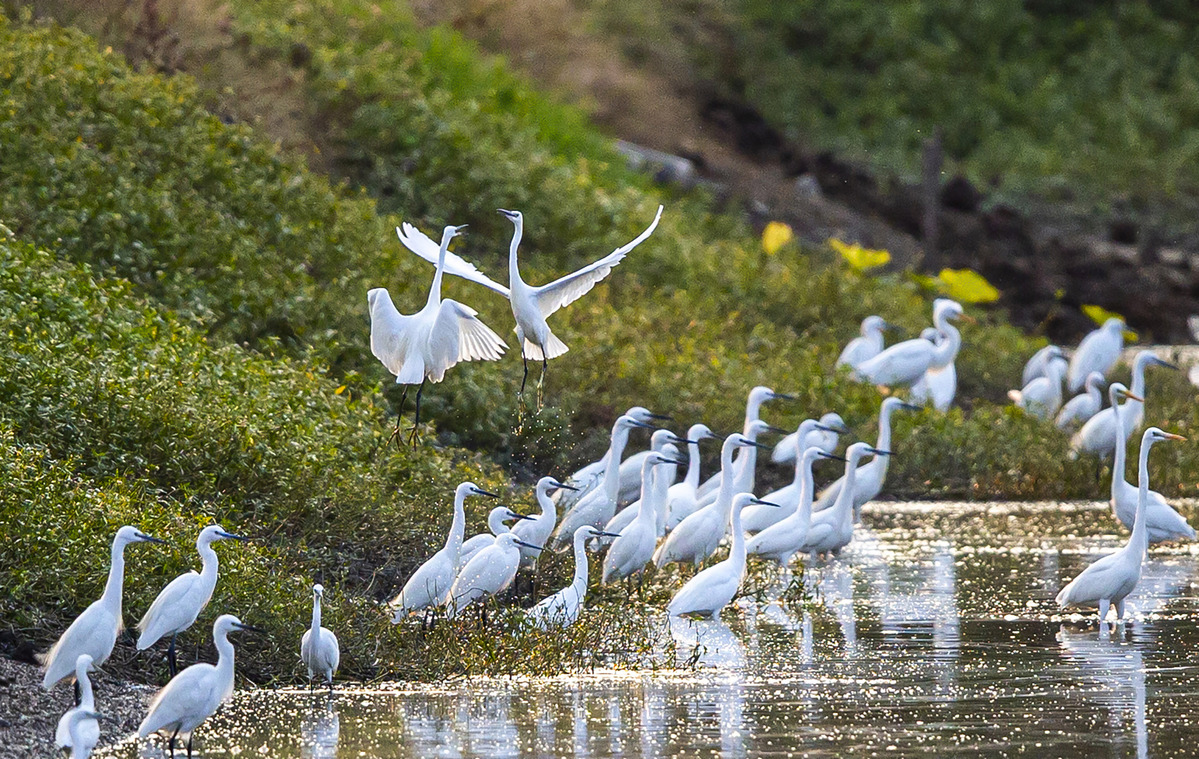 Egrets in Suqian