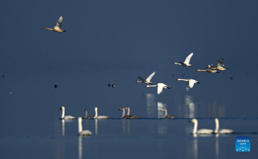 Wild geese, swans