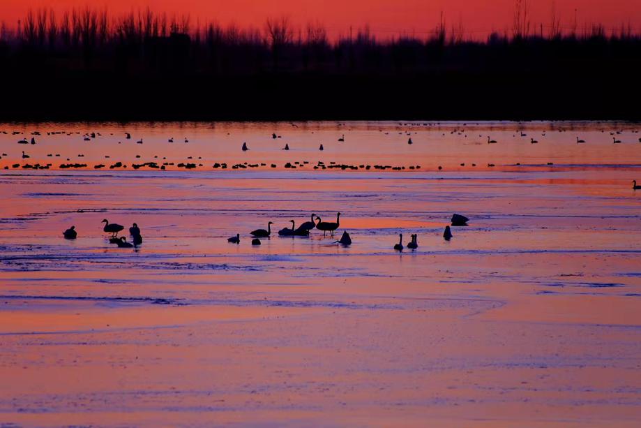 Swans rest in Inner Mongolia