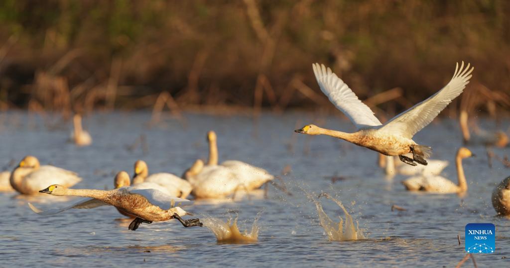 Migratory birds arrive in Poyang Lake