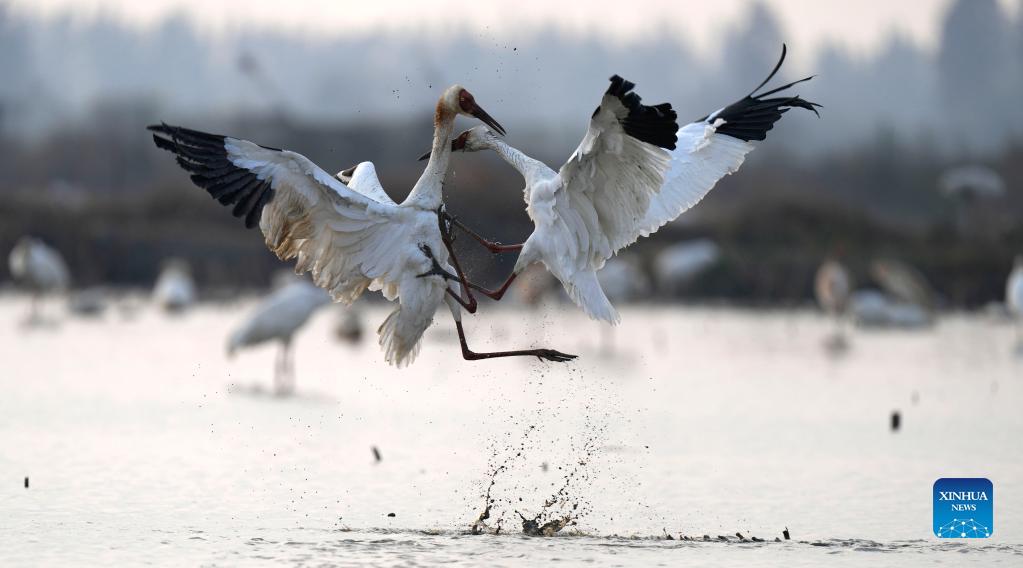 White cranes, swans