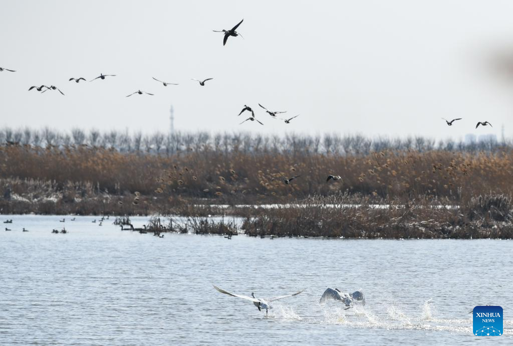 Migratory birds seen in Tianjin