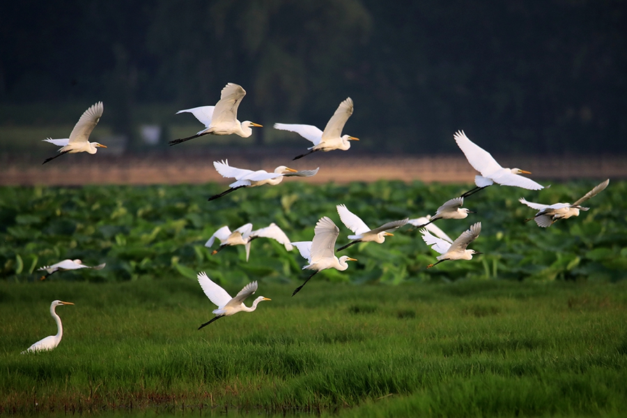 Flock of egrets