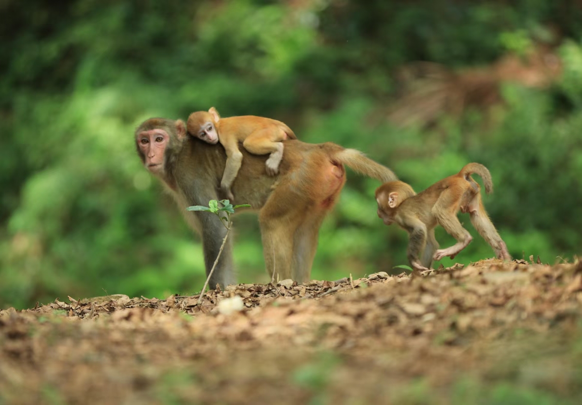 Macaques in Central China