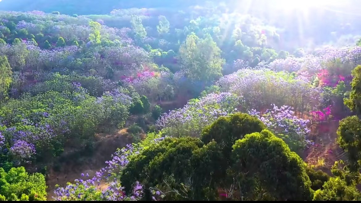 《荒山治理艰辛路 陡坡绿化不言苦》