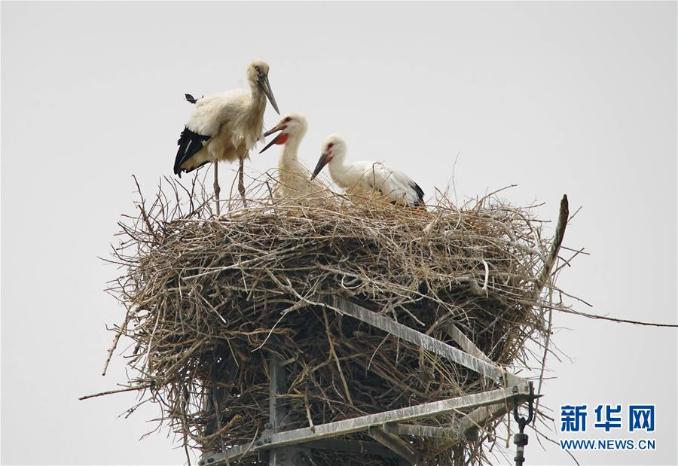 [野生动植物]东方白鹳在河北沿海湿地筑巢育雏