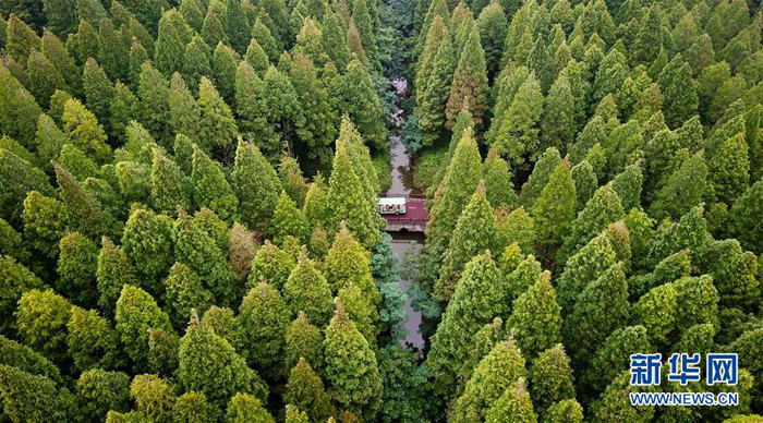 江苏东台:森林氧吧醉游人