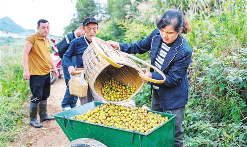 贵州玉屏:“油茶之乡”走上发展新路