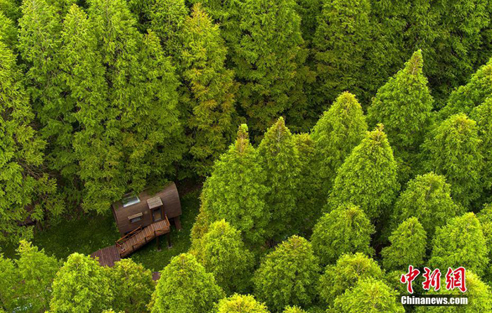 [森林旅游]航拍盐城东台黄海森林公园夏日光影
