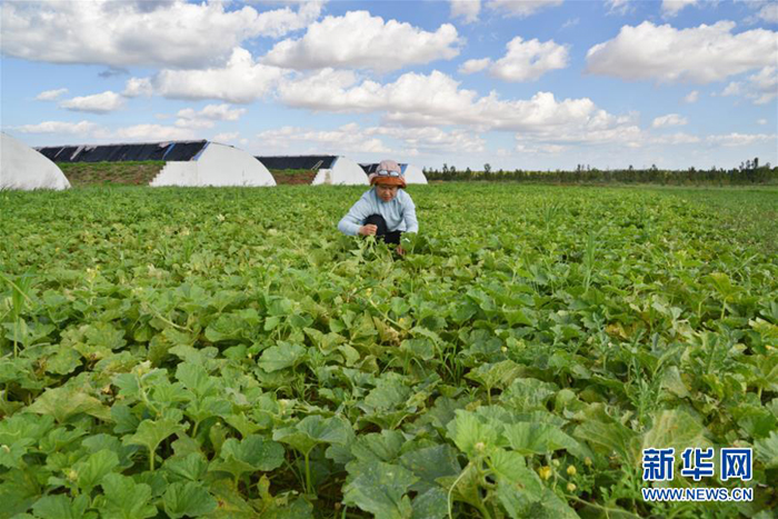 库布其竞相演绎“点沙成金”传奇