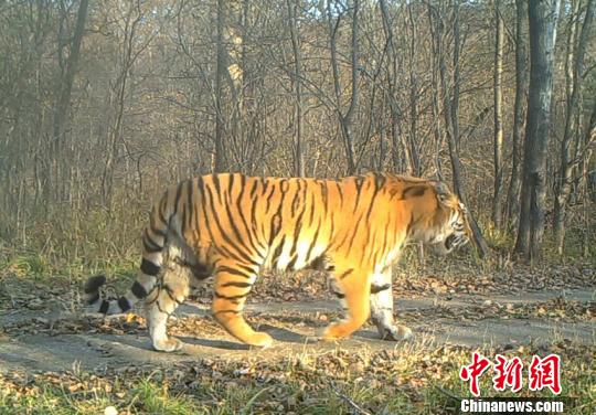 [国家公园]吉林省建设东北虎豹国家公园:虎豹踪