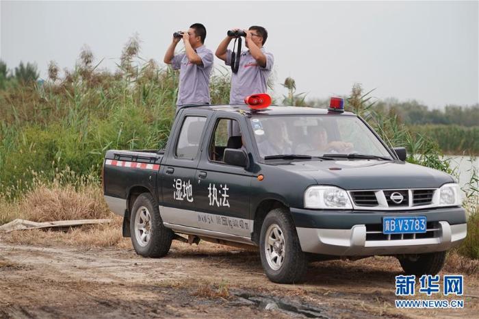 [野生动植物]曹妃甸湿地即将放飞两只东方白鹳