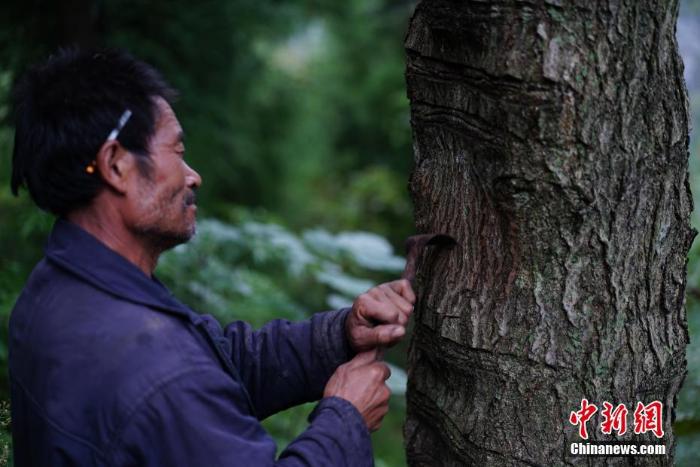 [最美林业故事]贵州大方大山里的割漆人