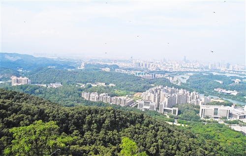 城市缺地,森林何处安放