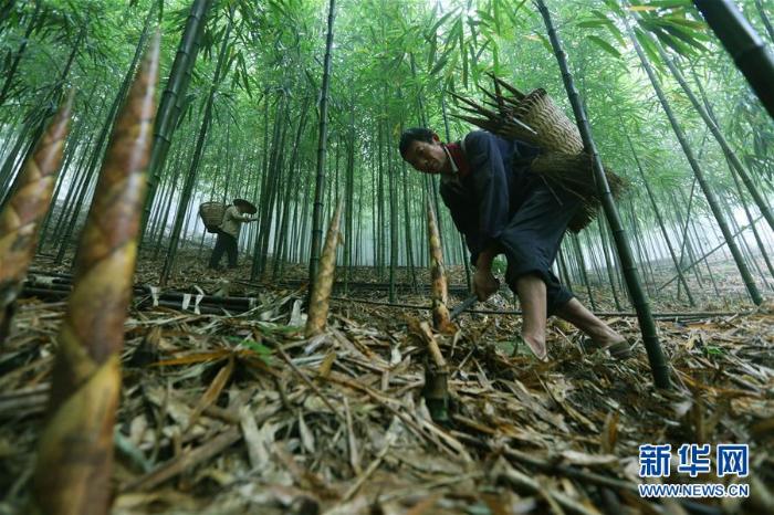林业扶贫贵州赤水5万余亩大竹笋迎来收获季