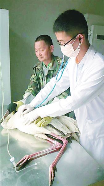 故事--一只动漫的白鹤美女爱爱情趣图片