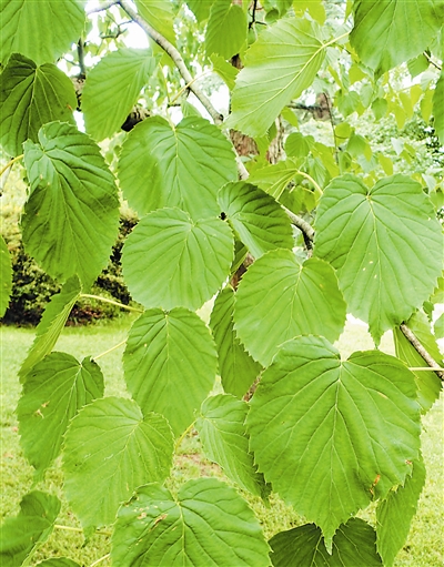 推荐词珙桐,是我国特有的第三纪孑遗植物,除珙桐和光叶珙桐外,目前此