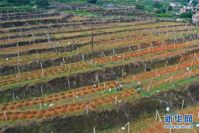 广西龙州:百香果种植助农增收