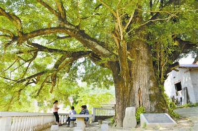 [树木传奇]公孙树,东方圣者耀中华