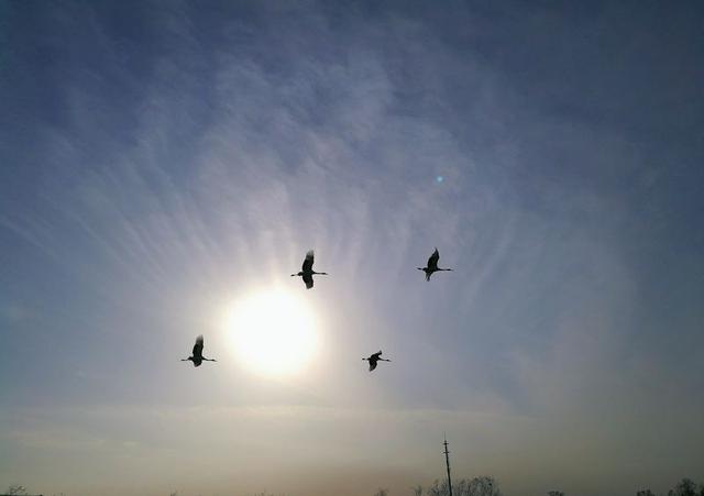 GDP添绿_爱绿护绿手抄报