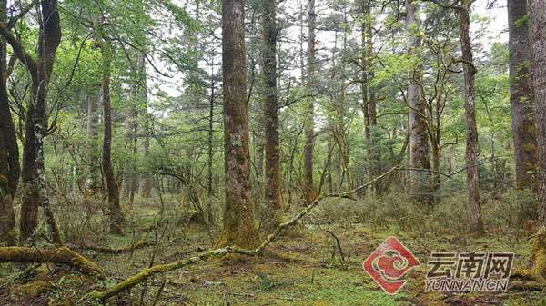 20年天然林保护工程 云南丽江实现经济社会及