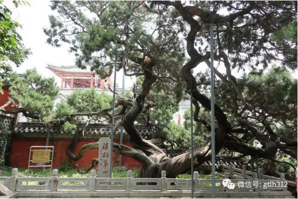 首届古树名木保护摄影大赛参赛作品评选结果公示