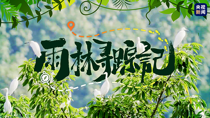 走！一起探秘国家公园｜雨林万物生