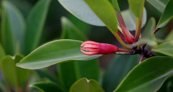 湿地摄影展作品--海岸卫士