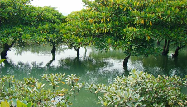 湿地摄影展作品--海岸卫士