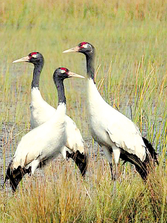 我国十大最珍稀濒危鸟类