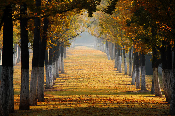 银杏之乡 大美印象第二届中国银杏节摄影展优