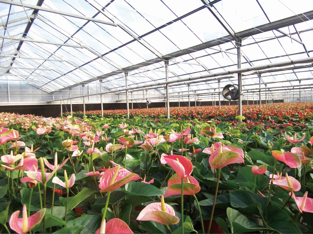 加速花卉生产经营体系的转型升级