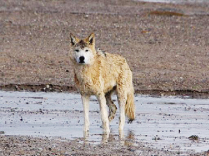 与野生动物温柔地平视--读《北方的空地》有感