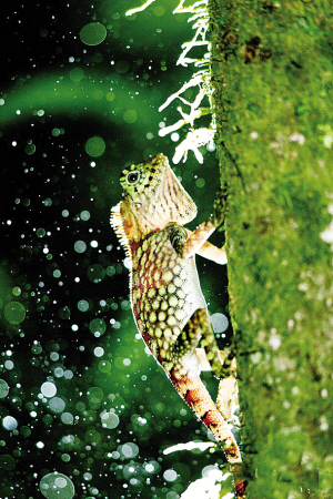 爱与美的诠释--徐仁修荒野文学的审美特质