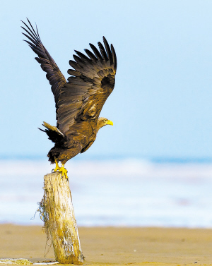 吉拉德 用镜头记录中国美羽的法国共产党员