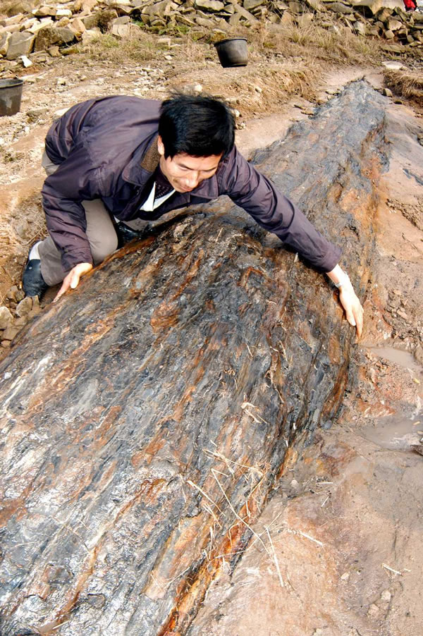 好大的树化石