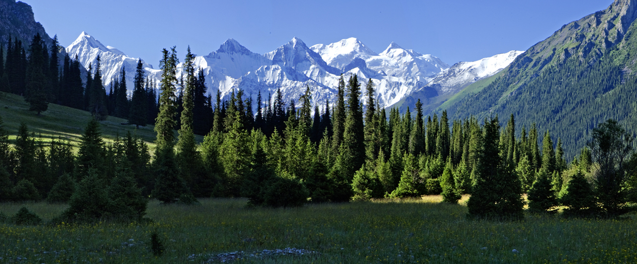 雪岭云杉:冰峰下的绿色长城