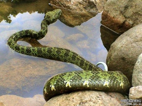 国宝命运变奏曲