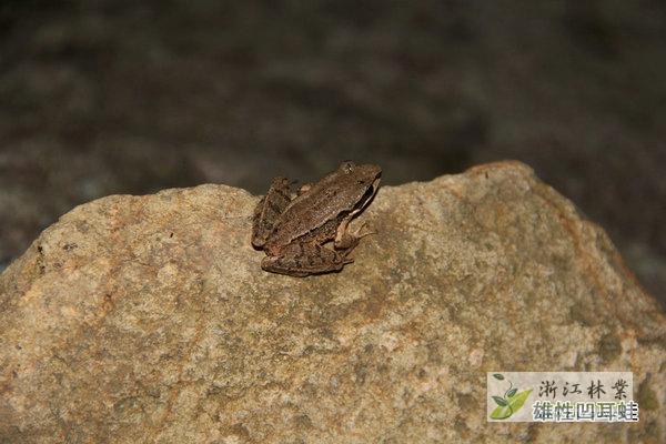 浙江桐庐首次发现珍稀濒危两栖动物--凹耳蛙