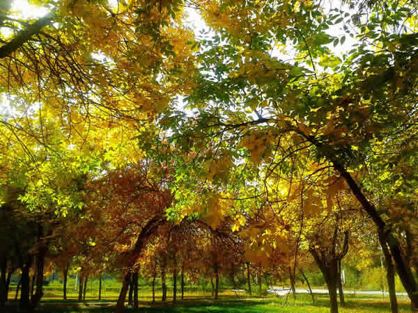 玛纳斯林博园秋色